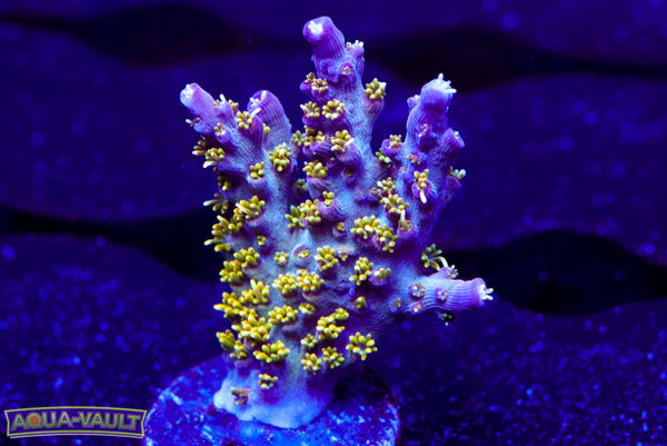 TGC Starry Night Acro