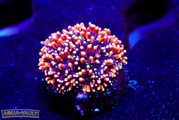 Gold Galaxea