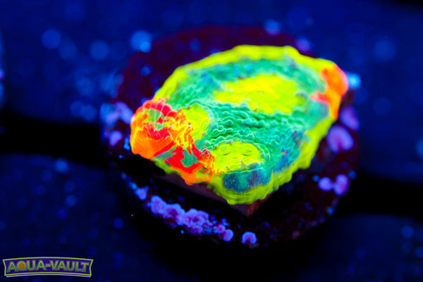CV Insano Rainbow Chalice