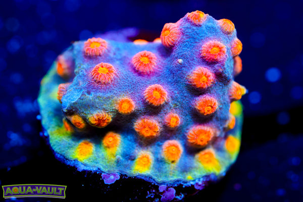 Party Crasher Cyphastrea