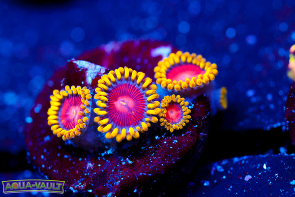 CC Super Saiyan Zoa