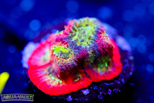 JF Spicy Lemon Favia