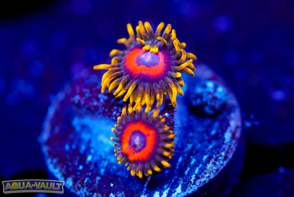 Eagle Eye Zoa