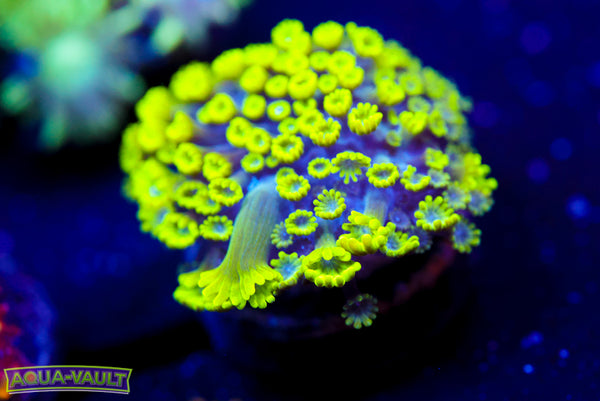 CV Grouch Mini Alveopora