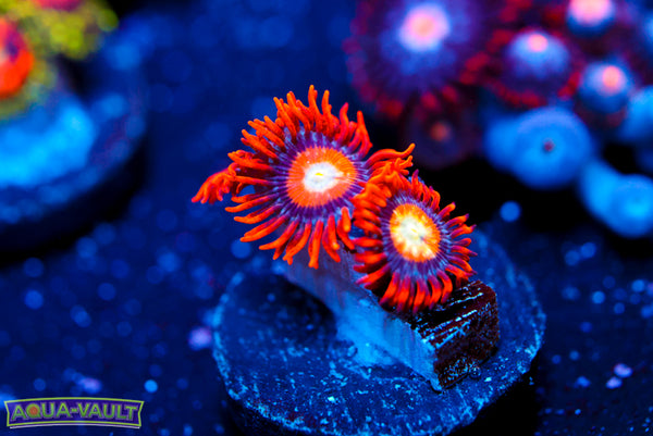 Speckled Fire and Ice Zoa