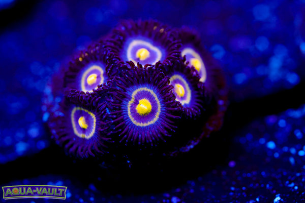 UC Shapeshifter Zoa