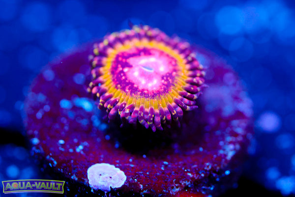 Pink Speckled Krak Zoa
