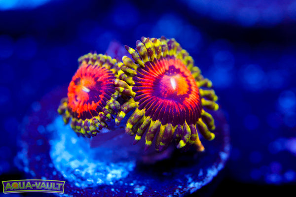 Rainbow Incinerator Zoa