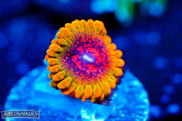 Grand Master Krak Zoa