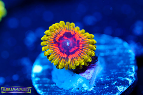 OG Hallucination Zoa