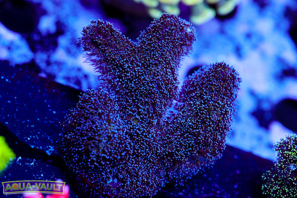 Purple Branching Stylo