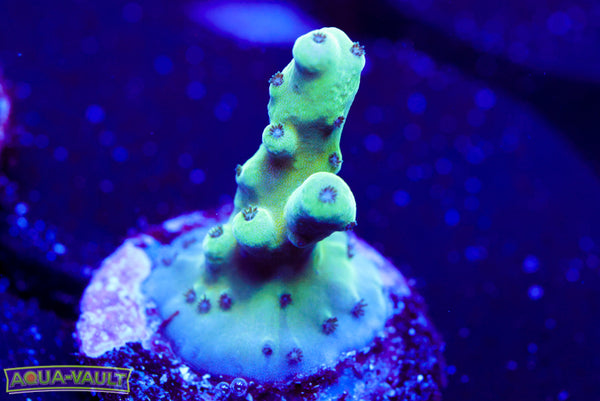 Raising Reef Blue Thunder Acro