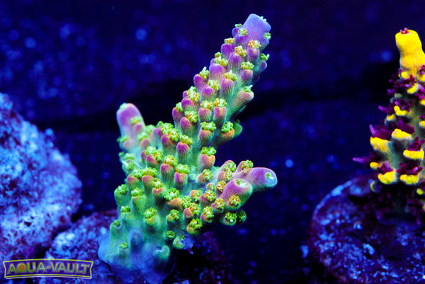 JF Shocktart Acro