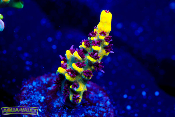 RMF Tiger's Blood Acro