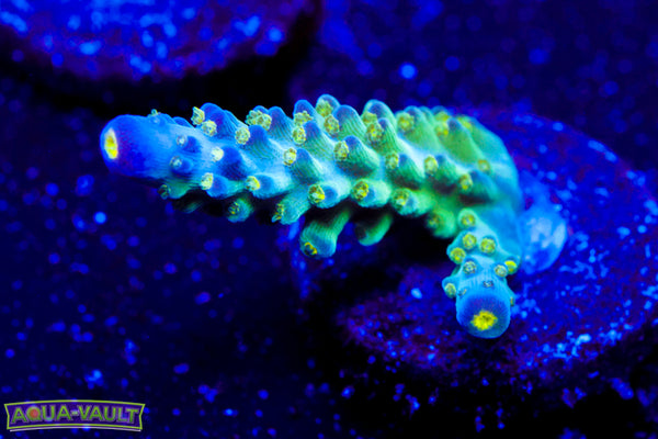 Tricolor Valida Acro