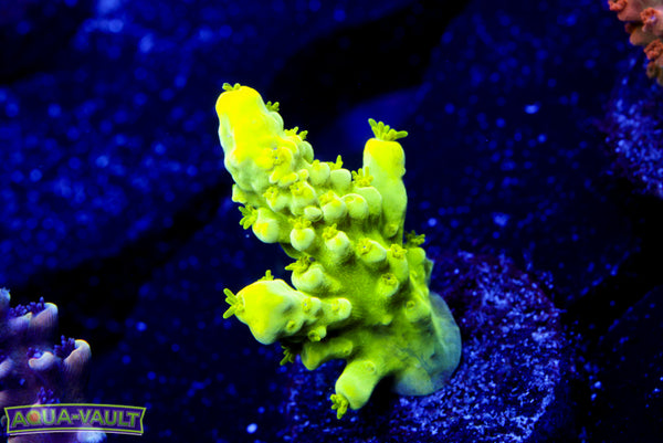 CV Green Lantern Stag Acro