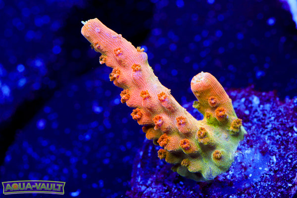 TGC Orange Creamcicle Acro