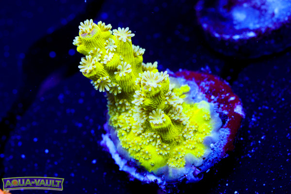 AV99 Orange Crush Acro