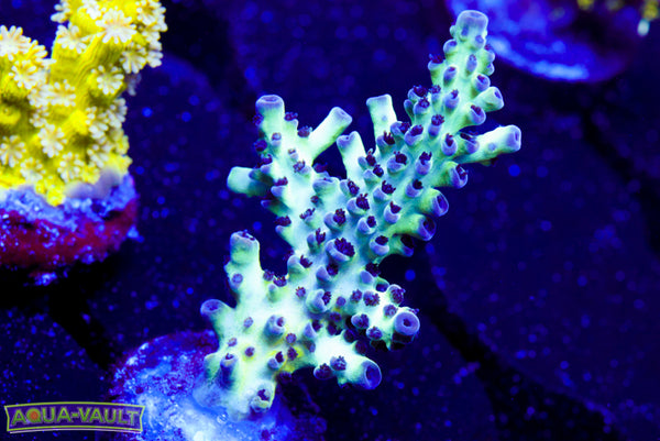ORA Pearlberry Acro