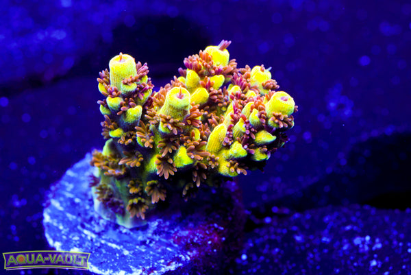 CV Jackfruit Acro