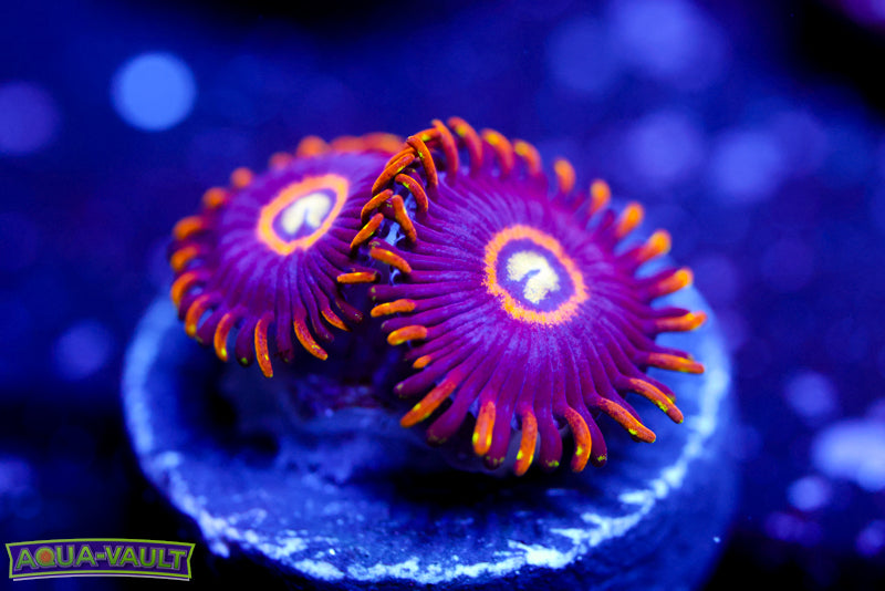 Blue Hornet Zoa – Aqua-Vault