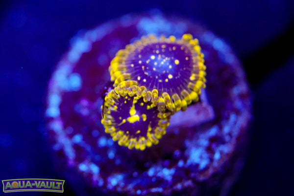 Exosphere Zoa