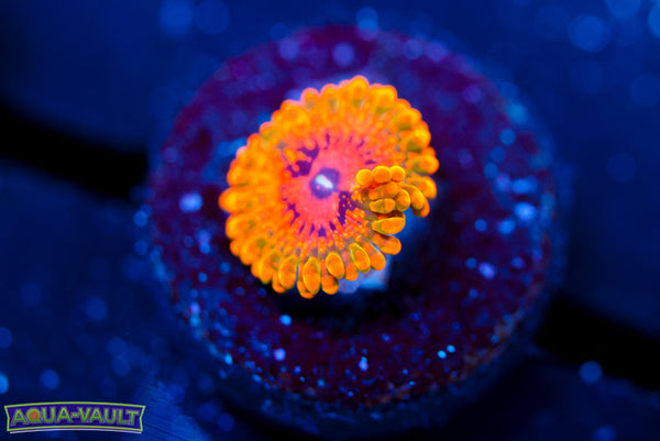Grand Master Krak Zoa