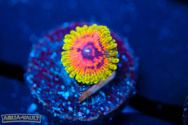 OG Hallucination Zoa