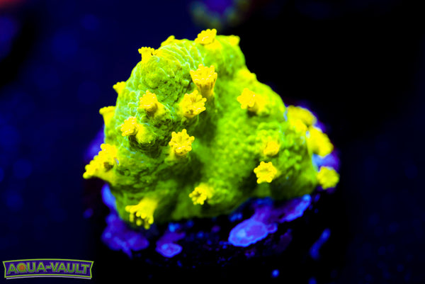 Glow Worm Astreopora