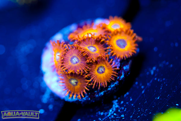 Pikachu Zoa
