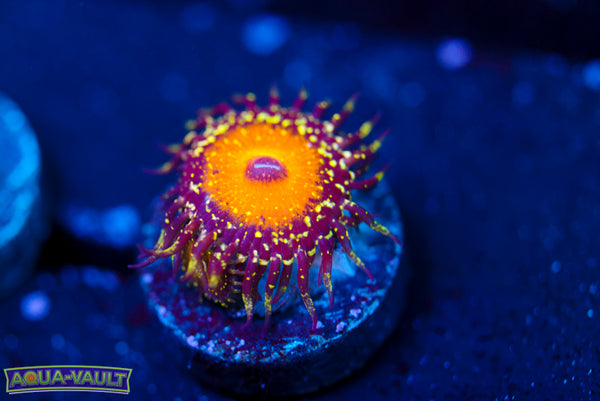 God Beast Zoa