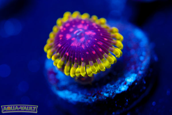 Scarlet Fever Zoa