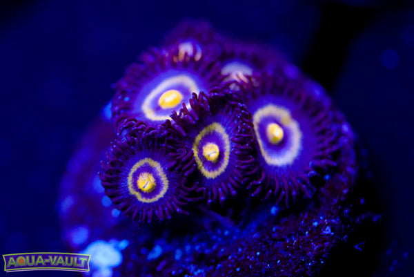 UC Shapeshifter Zoa