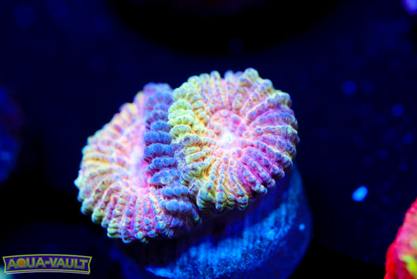 Candy Crush Rainbow Favia (New Release)