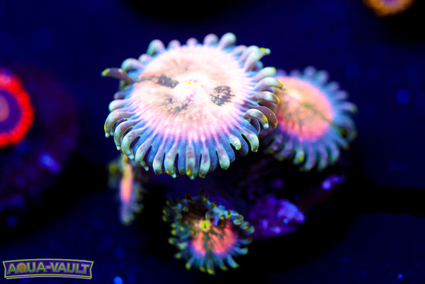 Cosmic Hawaiian Zoa