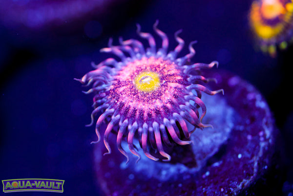 Chong Bong Zoa