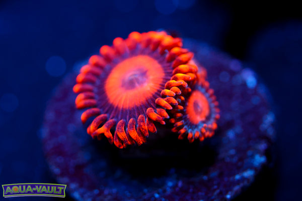 Orange Oxide Zoa