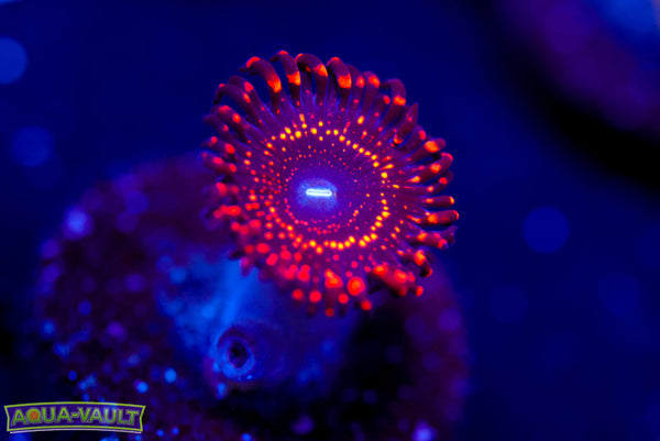 Luminati 2.0 Zoa