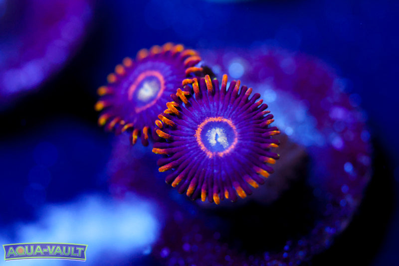 Blue Hornet Zoa – Aqua-Vault