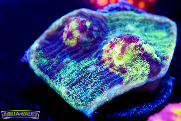Space Rainbow Chalice