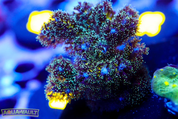 ORA Green Pocillopora Damicornis