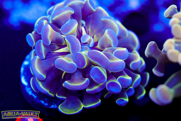 Hologram Branching Hammer