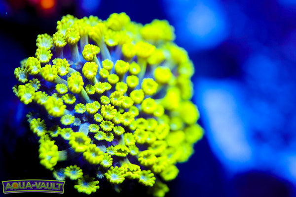 CV Grouch Mini Alveopora