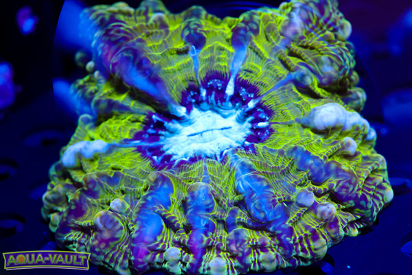 Alien Rainbow Indophyllia