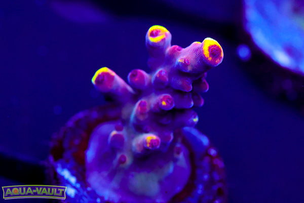 JF Foxflame Acro