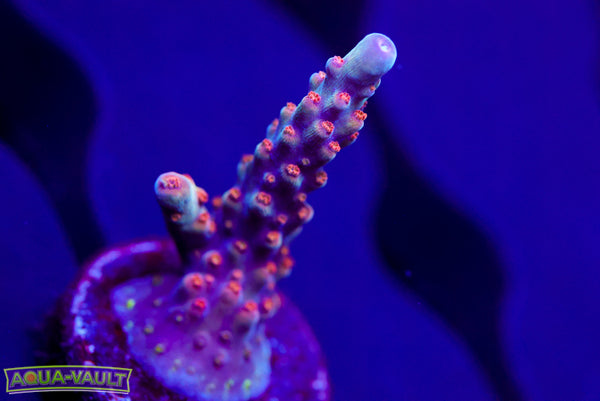 CRT Surprise Attack Acro