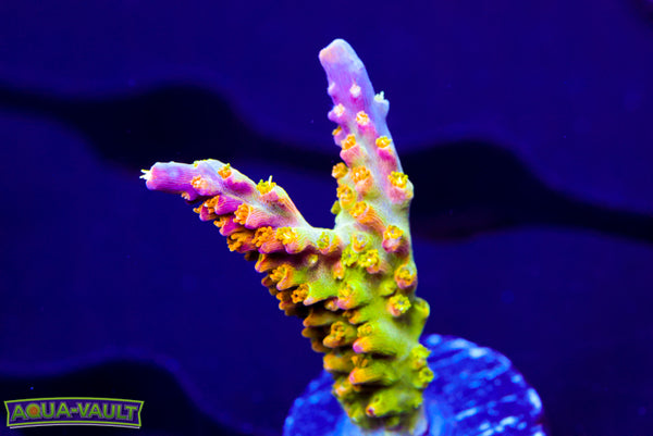 RR Rainbow Loom Acro