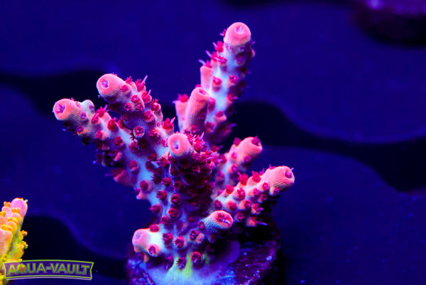 CB Maleficent Acro