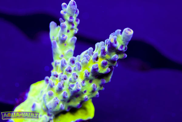 ORA Pearlberry Acro
