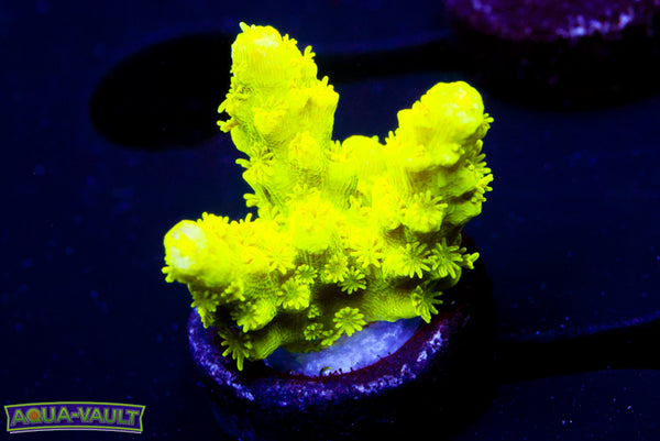 Bali Green Slimer  Acro